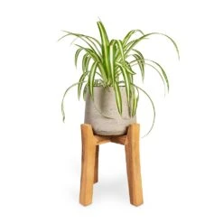 Patt Plant Pot - Tall Stand - Grey Washed -HousePlants Shop Chlorophytum Vittatum Spider Plant 12x35cm Patt Plant Pot Tall Stand Grey Washed 23x34cm 26d37d9a ed80 4e45 9308 bbfb26fc2c74