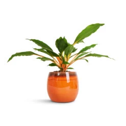 Charlotte Plant Pot - Orange 29 Charlotte Plant Pot - Orange -HousePlants Shop Chlorophytum orchidastrum Green Orange 12x40cm Charlotte Plant Pot Orange 19x16cm 2600c6c4 a7f5 406a 878e 86c867f424c5