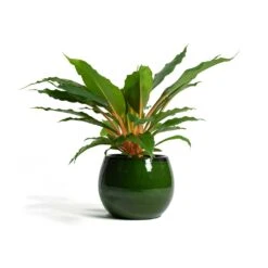 Charlotte Plant Pot - Green -HousePlants Shop Chlorophytum orchidastrum Green Orange Charlotte Plant Pot Green f13d40ff 6a85 4acc 856f af6e20ea8cad