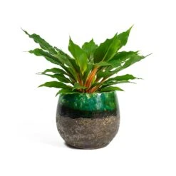 Lindy Plant Pot - Black Green -HousePlants Shop Chlorophytum orchidastrum Green Orange Lindy Plant Pot Black Green