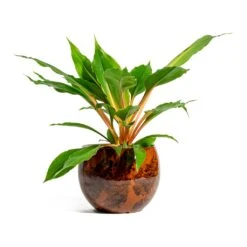 Kae Plant Pot - Cayenne -HousePlants Shop Chlorophytum orchidastrum Green Orange kae cayenne plant pot 281b7ea6 dc39 4dee 8449 b8c669f971e2