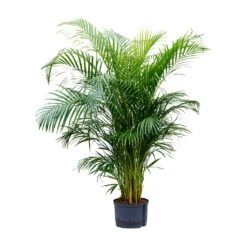 Chrysalidocarpus - Areca Palm - HydroCare -HousePlants Shop Chrysalidocarpus Areca Palm Hydroculture 28 19x160cm