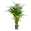 Chrysalidocarpus - Areca Palm - HydroCare -HousePlants Shop Chrysalidocarpus Areca Palm Hydroculture Indoor Plant Medium