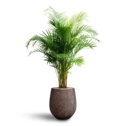 Chrysalidocarpus - Areca Palm - HydroCare -HousePlants Shop Chrysalidocarpus Areca Palm Hydroculture Opus Hit Darcy Planter Gold