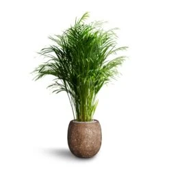 Chrysalidocarpus - Areca Palm - HydroCare -HousePlants Shop Chrysalidocarpus Areca Palm Hydroculture Polystone Coated Plain Balloon Planter Rock