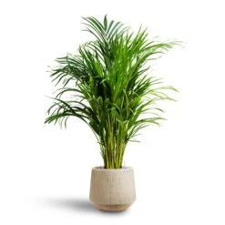 Chrysalidocarpus - Areca Palm - HydroCare -HousePlants Shop Chrysalidocarpus Areca Palm Hydroculture Raindrop Egg Planter Stone