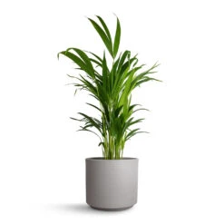 Chrysalidocarpus Lutescens - Areca Palm -HousePlants Shop Chrysalidocarpus Lutescens Areca Palm 17x70cm Leon Plant Pot Cement 20.5x18cm f846ce77 5b5a 480c 8f7d 6455905c278d