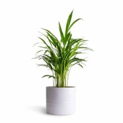 Chrysalidocarpus Lutescens - Areca Palm -HousePlants Shop Chrysalidocarpus lutescens Areca Palm 14x50cmHadleigh Plant Pot White 20x17.5cm 3c17c756 3b6f 4205 9869 19b29131ccd7