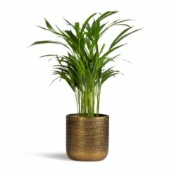 Solis Embossed Plant Pot - Gold -HousePlants Shop Chrysalidocarpus lutescens Areca Palm 17x55cm Solis Embossed Plant Pot Gold 18x18cm