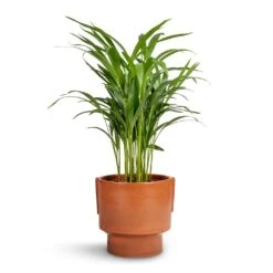 Chrysalidocarpus Lutescens - Areca Palm -HousePlants Shop Chrysalidocarpus lutescens Areca Palm 17x70cm Aries Handles Plant Pot Bright Rust 19x20cm 4c0c4e57 9b24 437f bf2c a0a190b2b38e