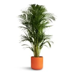 Chrysalidocarpus Lutescens - Areca Palm -HousePlants Shop Chrysalidocarpus lutescens Areca Palm 21x100cm Lisbon Plant Pot Coral 24x24cm 6fad2e4a 5594 47da 8d81 916478e98a1f