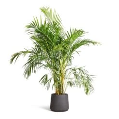 Chrysalidocarpus Lutescens - Areca Palm -HousePlants Shop Chrysalidocarpus lutescens Areca Palm 21x100cm Patt Plant Pot Black Washed 34x29cm