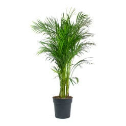 Chrysalidocarpus Lutescens - Areca Palm -HousePlants Shop Chrysalidocarpus lutescens Areca Palm 24cm
