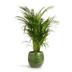 Chrysalidocarpus Lutescens - Areca Palm -HousePlants Shop Chrysalidocarpus lutescens Areca Palm 24x120cm Aimee Plant Pot Pear 33x28cm