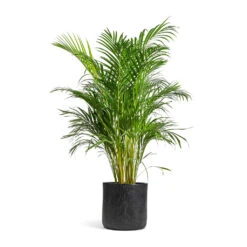Chrysalidocarpus Lutescens - Areca Palm -HousePlants Shop Chrysalidocarpus lutescens Areca Palm 24x120cm Raindrop Round Planter Anthracite 34x32cm