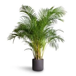Chrysalidocarpus Lutescens - Areca Palm -HousePlants Shop Chrysalidocarpus lutescens Areca Palm 27x150cm Charlie Plant Pot Black Washed 32x31cm
