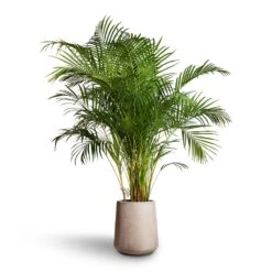 Chrysalidocarpus Lutescens - Areca Palm -HousePlants Shop Chrysalidocarpus lutescens Areca Palm 27x150cm Raindrop Tube High Round Planter Stone 37x42cm