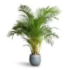 Chrysalidocarpus Lutescens - Areca Palm -HousePlants Shop Chrysalidocarpus lutescens Areca Palm 27x150cm Ryan Plant Pot Blue Gold 36x32cm