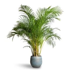 Ryan Plant Pot - Blue Gold -HousePlants Shop Chrysalidocarpus lutescens Areca Palm 27x150cm Ryan Plant Pot Blue Gold 36x32cm 07618cfa abd0 4915 ad0e 2f379da84877