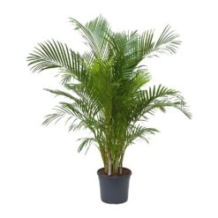 Chrysalidocarpus Lutescens - Areca Palm -HousePlants Shop Chrysalidocarpus lutescens Areca Palm 31x170cm