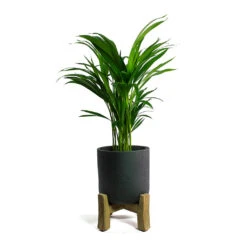 Charlie Plant Pot - Low Stand - Black Washed -HousePlants Shop Chrysalidocarpus lutescens Areca Palm Charlie Plant Pot Low Stand Black Washed