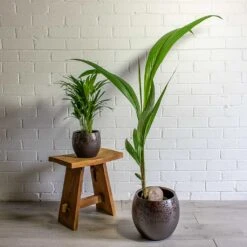 Cocos Nucifera - Coconut Palm Tree -HousePlants Shop Chrysalidocarpus lutescens Areca Palm Cocos nucifera Coconut Palm Tree kae mocha 19cm 29cm plant pot 069c1531 b574 47fd b66e bcac719749b5