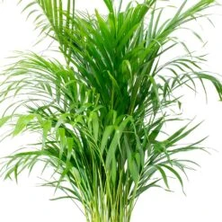 Chrysalidocarpus - Areca Palm - HydroCare -HousePlants Shop Chrysalidocarpus lutescens Areca Palm Leaves e8fcecef 1c2a 4d92 962c c93ae4f90fa8