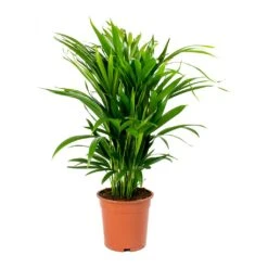 Chrysalidocarpus Lutescens - Areca Palm -HousePlants Shop Chrysalidocarpus lutescens Areca Palm Medium