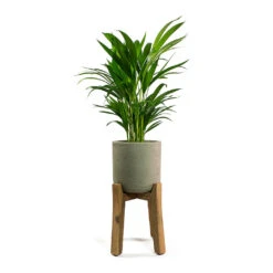 Charlie Plant Pot - Tall Stand - Grey Washed -HousePlants Shop Chrysalidocarpus lutescens Areca Palm Patt Plant Pot Low Stand Black Washed