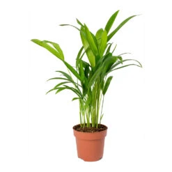 Chrysalidocarpus Lutescens - Areca Palm -HousePlants Shop Chrysalidocarpus lutescens Areca Palm Small