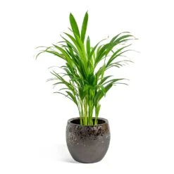 Kae Plant Pot - Mocha -HousePlants Shop Chrysalidocarpus lutescens Areca Palm kae mocha 19cm plant pot 8bd74c90 1a8a 43d7 bc0a 9cd48dc7a83d