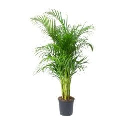 Chrysalidocarpus Lutescens - Areca Palm -HousePlants Shop Chrysalidocarpus lutescens Areca Palm 246f362e 38ef 47a4 9213 97ba6c0fe2f5
