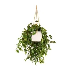 Patt Hanging Plant Pot - Grey Washed -HousePlants Shop Cissus rhombifolia Ellen Dancia Grape Ivy 17x40cm Patt Hanging Plant Pot Grey Washed 20x17cm 6f30a8cf 7145 4f62 8638 c015203b702d