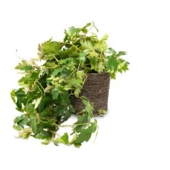 Cissus Rhombifolia Ellen Dancia - Grape Ivy 12 Cissus Rhombifolia Ellen Dancia - Grape Ivy -HousePlants Shop Cissus rhombifolia Ellen Dancia Grape Ivy 17x40cm Selin Plant Basket Black Weave 22x19cm