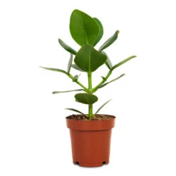 Clusia Rosea Princess - Autograph Tree -HousePlants Shop Clusia rosea Princess Autograph Tree 12x30cm