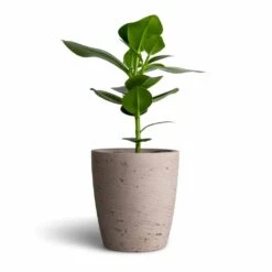 Gerben Plant Pot - Grey Washed -HousePlants Shop Clusia rosea Princess Autograph Tree 12x30cm Gerben Plant Pot Grey Washed 15x16cm