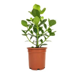 Clusia Rosea Princess - Autograph Tree -HousePlants Shop Clusia rosea Princess Autograph Tree 17x55cm