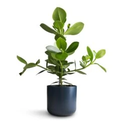 Clusia Rosea Princess - Autograph Tree -HousePlants Shop Clusia rosea Princess Autograph Tree 17x55cm Lisbon Plant Pot Navy 19x19cm