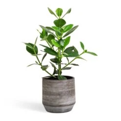 Clusia Rosea Princess - Autograph Tree -HousePlants Shop Clusia rosea Princess Autograph Tree 17x55cm Norell Plant Pot Latte Brown 21x20cm d8aebd92 aaa3 4d11 97fd b5648ef2bd4a