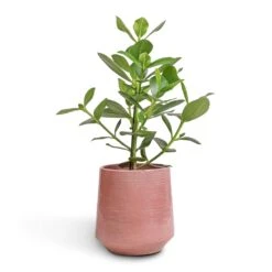 Clusia Rosea Princess - Autograph Tree -HousePlants Shop Clusia rosea Princess Autograph Tree 17x55cm Remi Plant Pot Pink 23x25cm bbc68aa9 563c 4499 a2a1 566236efae2c