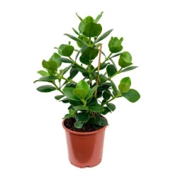 Clusia Rosea Princess - Autograph Tree -HousePlants Shop Clusia rosea Princess Autograph Tree