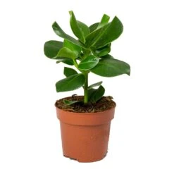 Clusia Rosea Princess - Autograph Tree -HousePlants Shop Clusia rosea Princess Autograph Tree 30cm