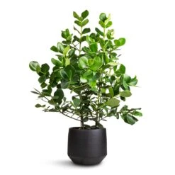 Clusia Rosea Princess - Autograph Tree -HousePlants Shop Clusia rosea Princess Autograph Tree 30x100cm Norell Plant Pot Black 32x30cm