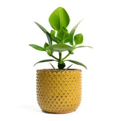 Clusia Rosea Princess - Autograph Tree -HousePlants Shop Clusia rosea Princess Autograph Tree Bolino Plant Pot Yellow eff7f417 4506 4b31 8b04 ff487146aac9