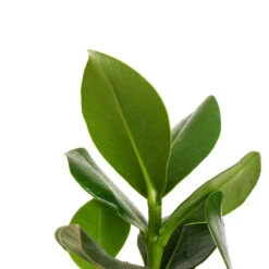 Clusia Rosea Princess - Autograph Tree -HousePlants Shop Clusia rosea Princess Autograph Tree DETAIL