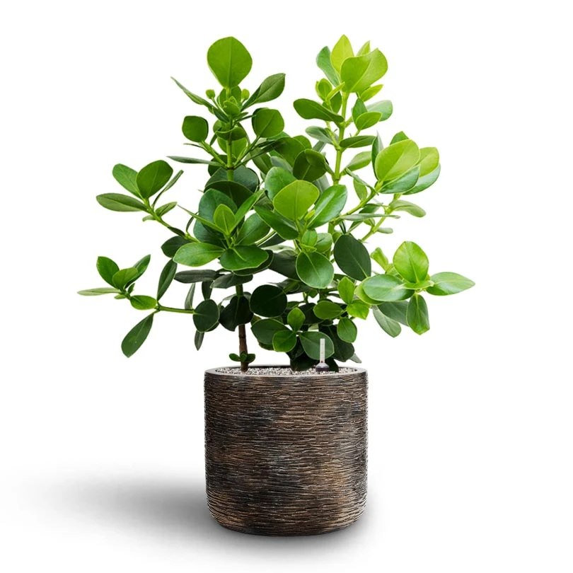 Luxe Lite Wrinkle Cylinder Planter - Bronze 14 Luxe Lite Wrinkle Cylinder Planter - Bronze - Image 12