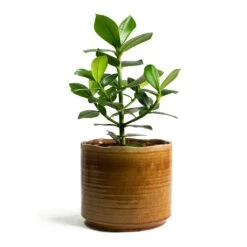 Clusia Rosea Princess - Autograph Tree -HousePlants Shop Clusia rosea Princess Autograph Tree Jordy Plant Pot Caramel