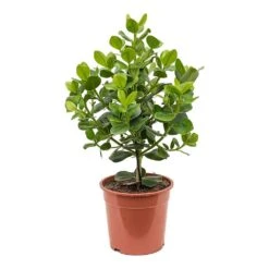 Clusia Rosea Princess - Autograph Tree -HousePlants Shop Clusia rosea Princess Autograph Tree Large