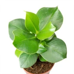 Clusia Rosea Princess - Autograph Tree -HousePlants Shop Clusia rosea Princess Autograph Tree Leaves