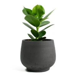 Mini Pixie Plant Pot - Black Washed 18 Mini Pixie Plant Pot - Black Washed -HousePlants Shop Clusia rosea Princess Autograph Tree Mini Pixie Plant Pot Black Washed